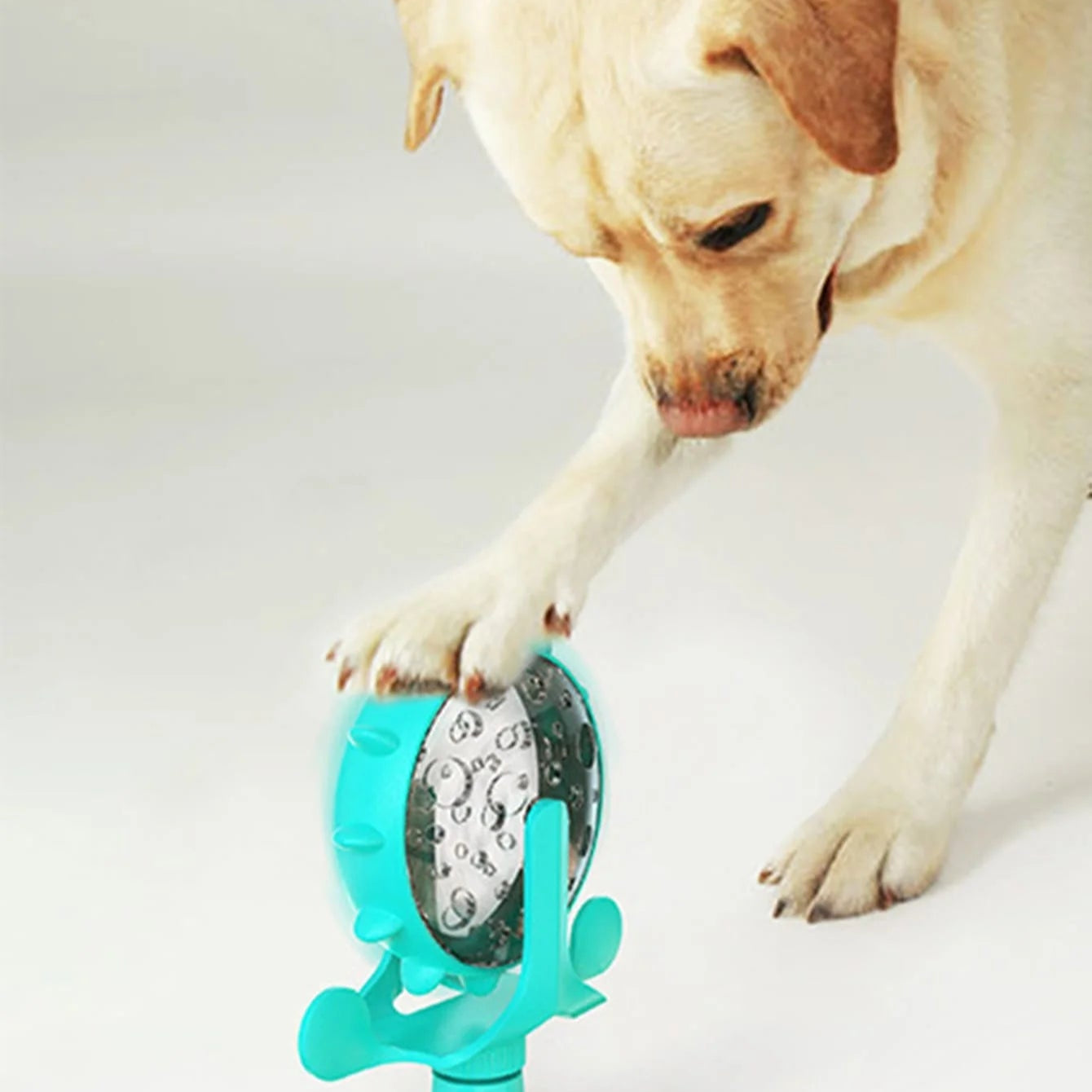 Pet Play & Feed Wheel